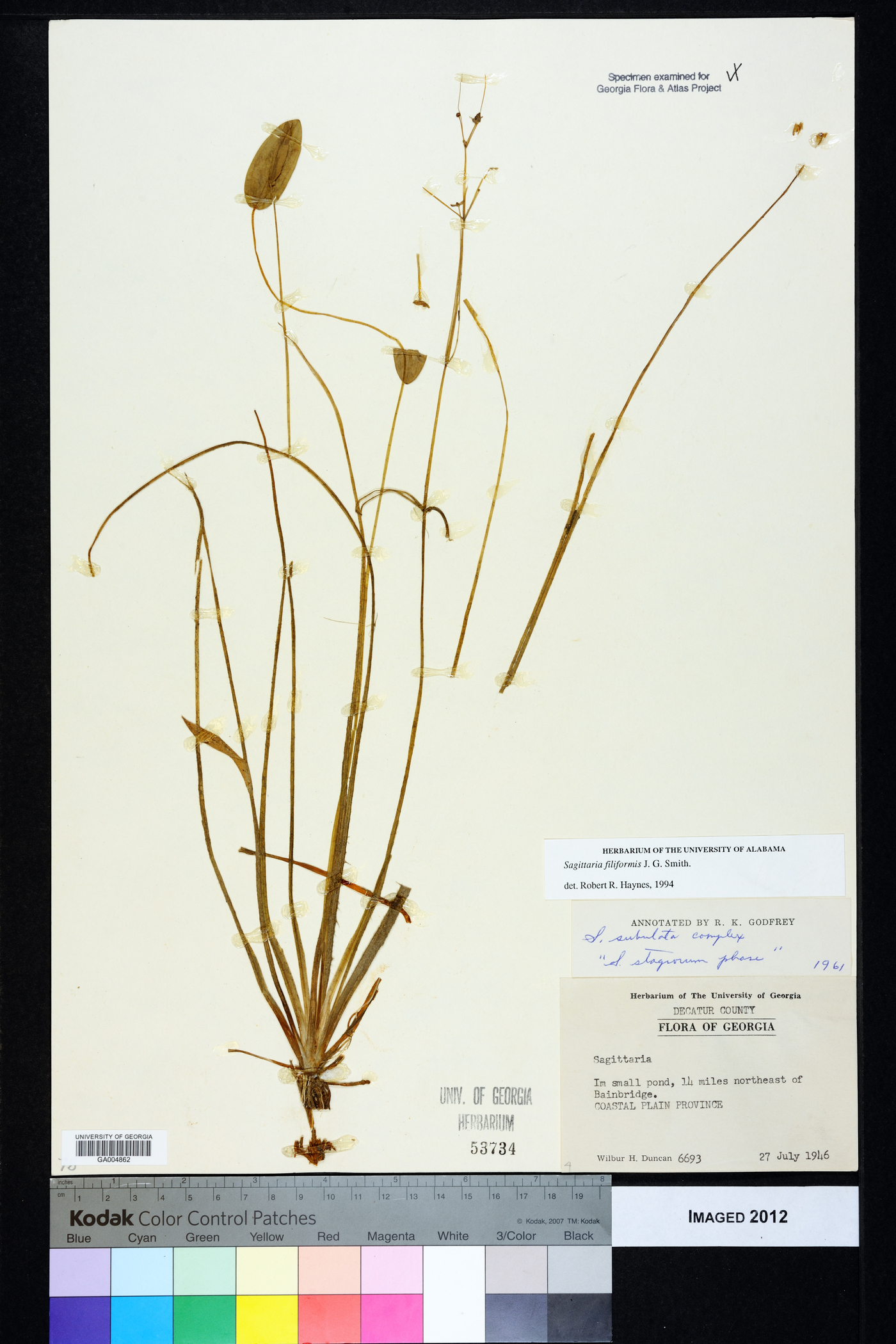 Sagittaria filiformis image