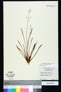 Sagittaria graminea image