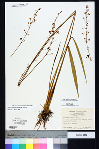 Sagittaria graminea subsp. graminea image