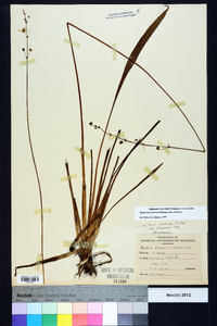 Sagittaria graminea image