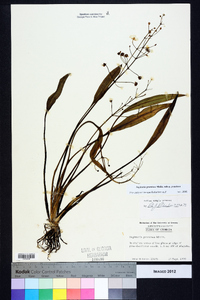 Sagittaria graminea subsp. graminea image