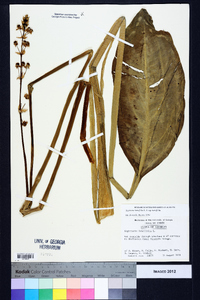 Sagittaria lancifolia image