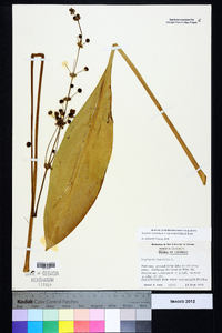 Sagittaria lancifolia subsp. media image