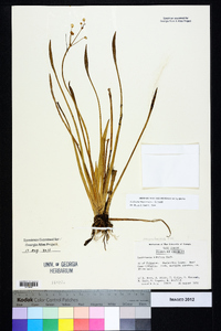 Sagittaria macrocarpa image