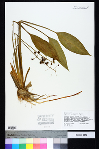 Sagittaria platyphylla image