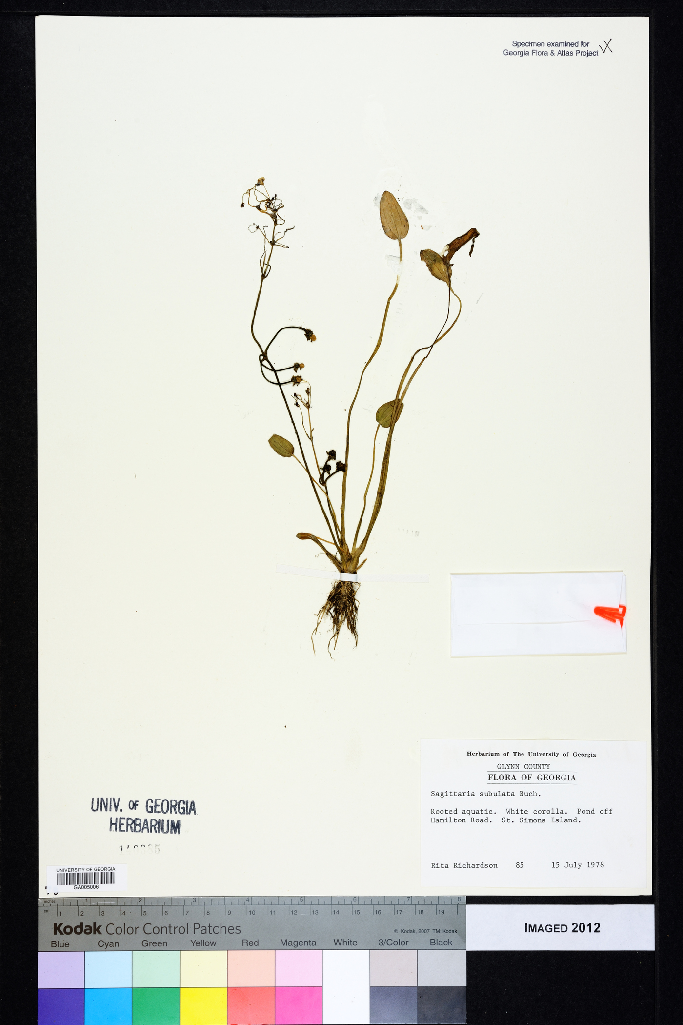 Sagittaria subulata image