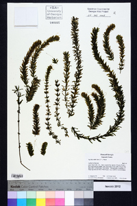 Hydrilla verticillata image