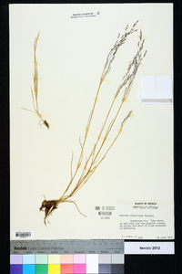 Agrostis elliottiana image