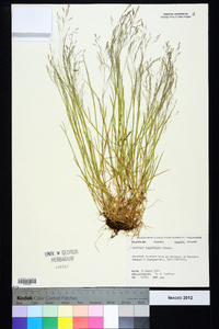 Agrostis elliottiana image