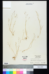 Agrostis elliottiana image