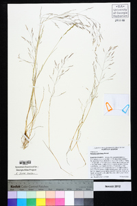 Agrostis elliottiana image