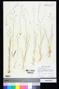 Agrostis elliottiana image