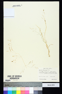 Agrostis elliottiana image