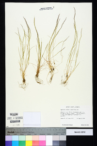 Agrostis elliottiana image