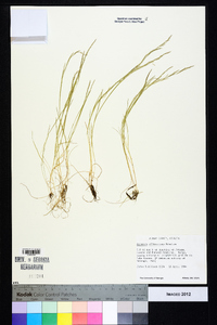 Agrostis elliottiana image