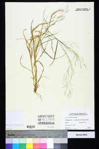 Agrostis elliottiana image