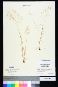 Aira elegans image