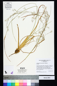 Andropogon brachystachyus image