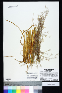 Andropogon brachystachyus image