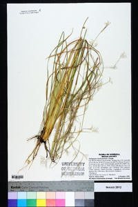 Andropogon brachystachyus image