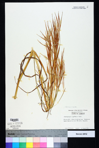 Andropogon capillipes image