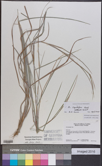 Andropogon capillipes image