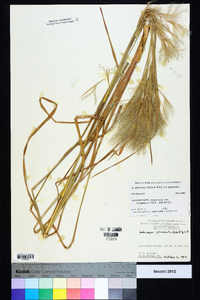 Andropogon glomeratus image