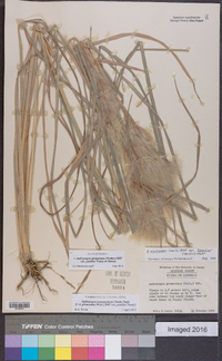 Andropogon glomeratus image