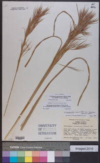 Andropogon glomeratus var. pumilus image