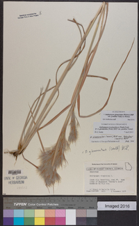 Andropogon glomeratus var. pumilus image