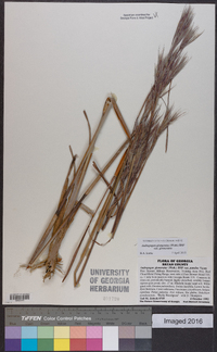 Andropogon glomeratus image