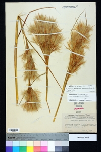 Andropogon glomeratus image