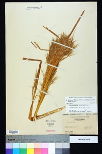 Andropogon glomeratus image