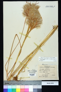 Andropogon glomeratus image