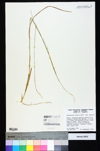 Andropogon gyrans var. gyrans image