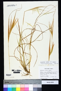 Andropogon gyrans var. gyrans image