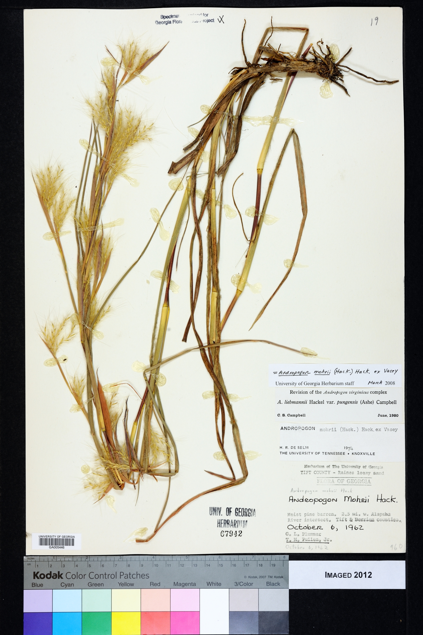 Andropogon mohrii image