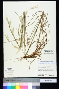 Andropogon ternarius image