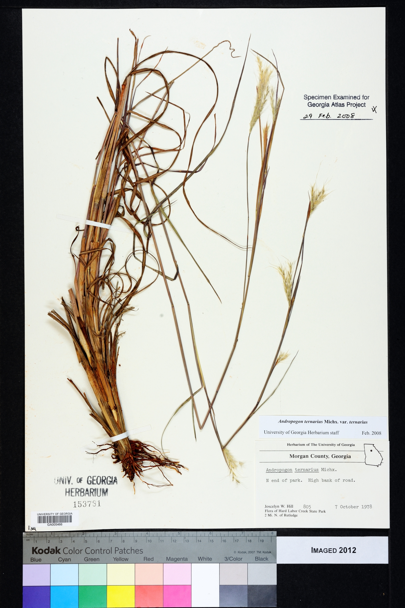 Andropogon ternarius var. ternarius image