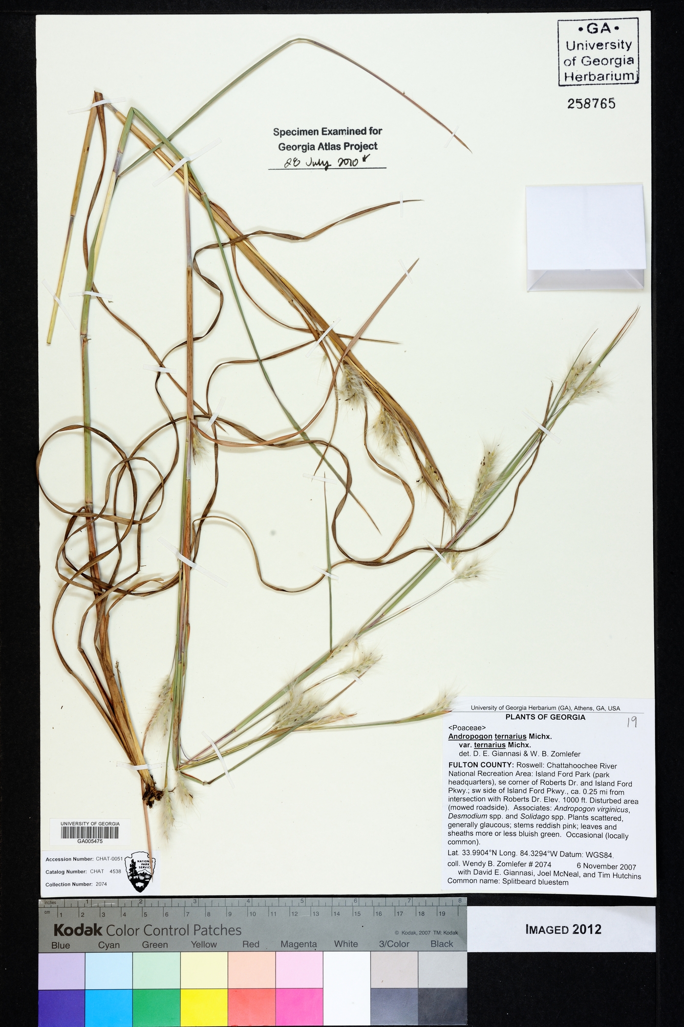 Andropogon ternarius var. ternarius image