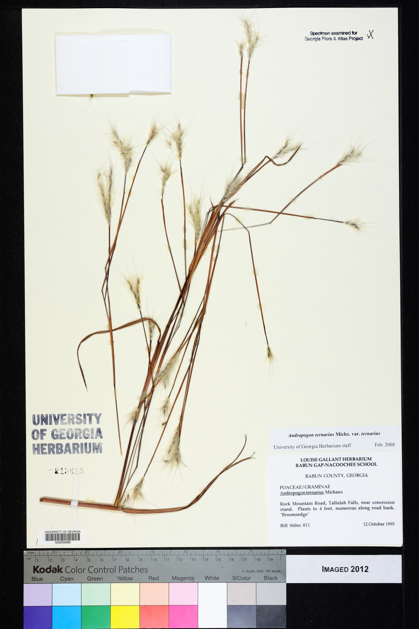 Andropogon ternarius var. ternarius image