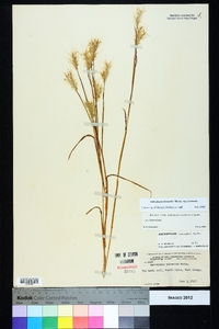 Andropogon ternarius var. ternarius image