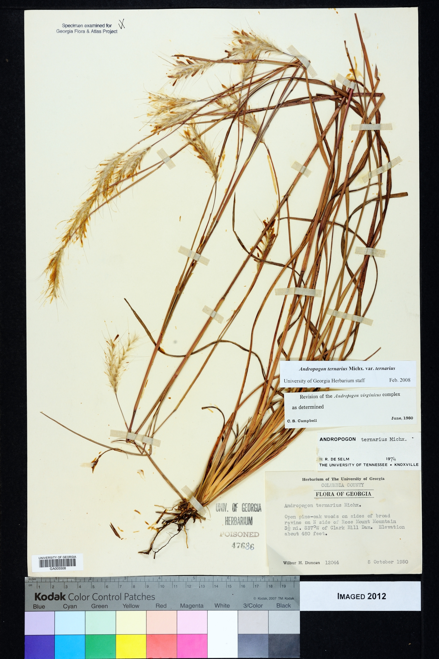 Andropogon ternarius var. ternarius image