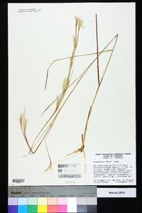 Andropogon tracyi image