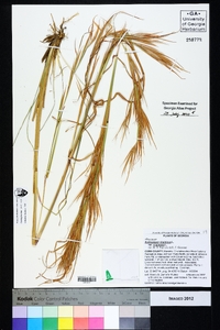 Andropogon virginicus var. virginicus image