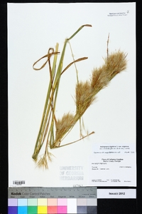 Andropogon virginicus var. virginicus image