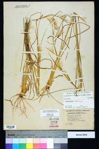 Andropogon virginicus var. virginicus image