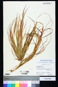 Andropogon virginicus var. virginicus image