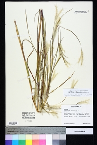 Andropogon virginicus var. virginicus image