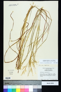 Andropogon virginicus var. virginicus image